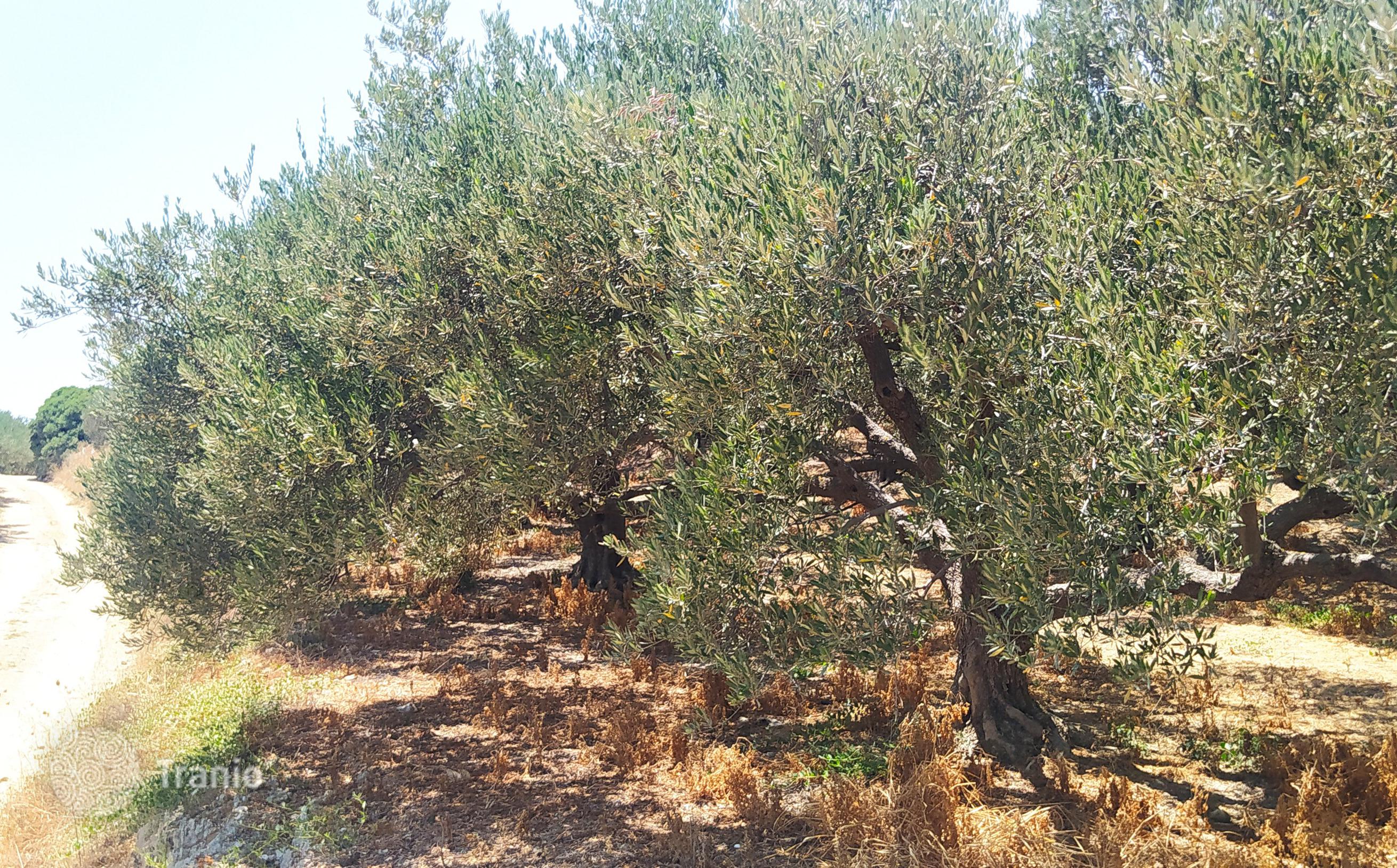 Land Plot with Sea and Mountain Views in Kolymbari, Crete, photo 3