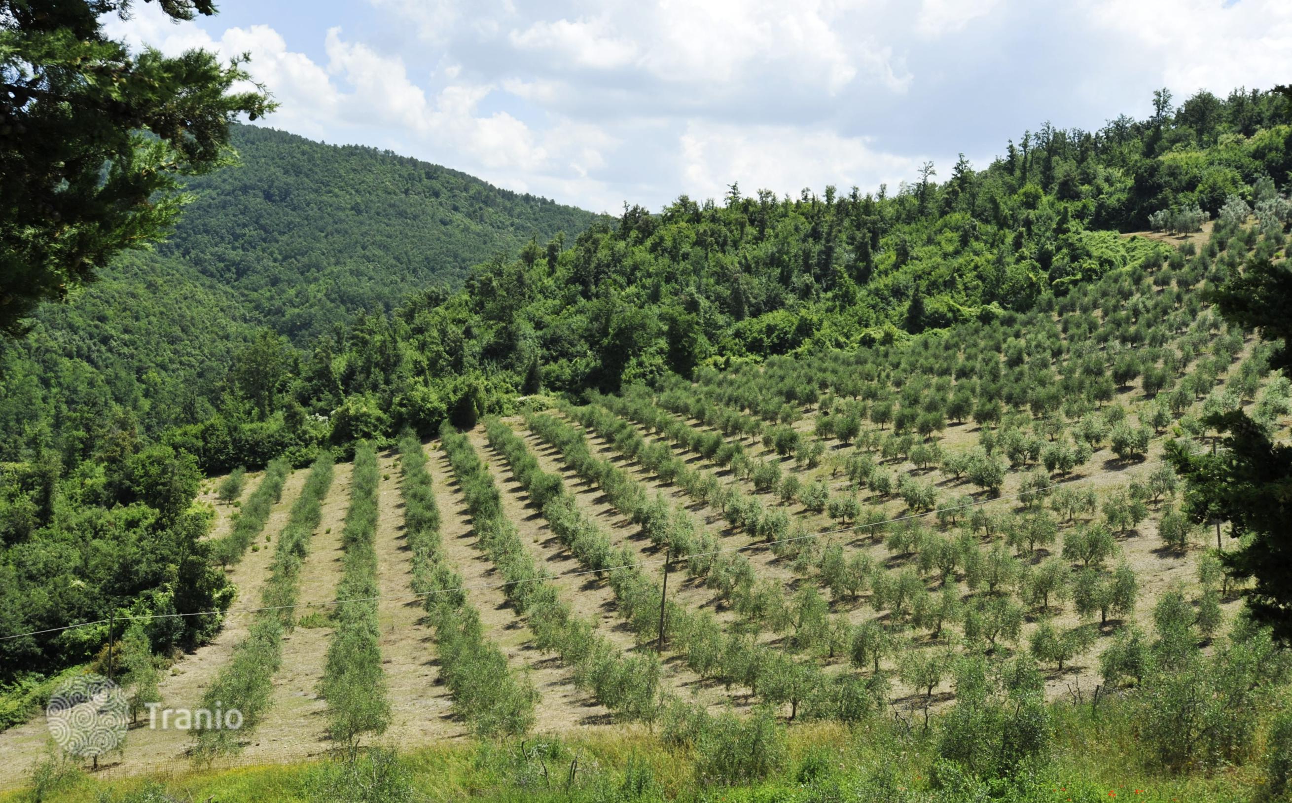 Estate with Villa, Farm and Agritourism Property in Montaione, Florence, Tuscany